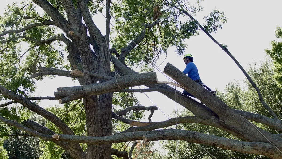 Professional Hazardous Tree Removal performed by certified arborists in Saxapahaw