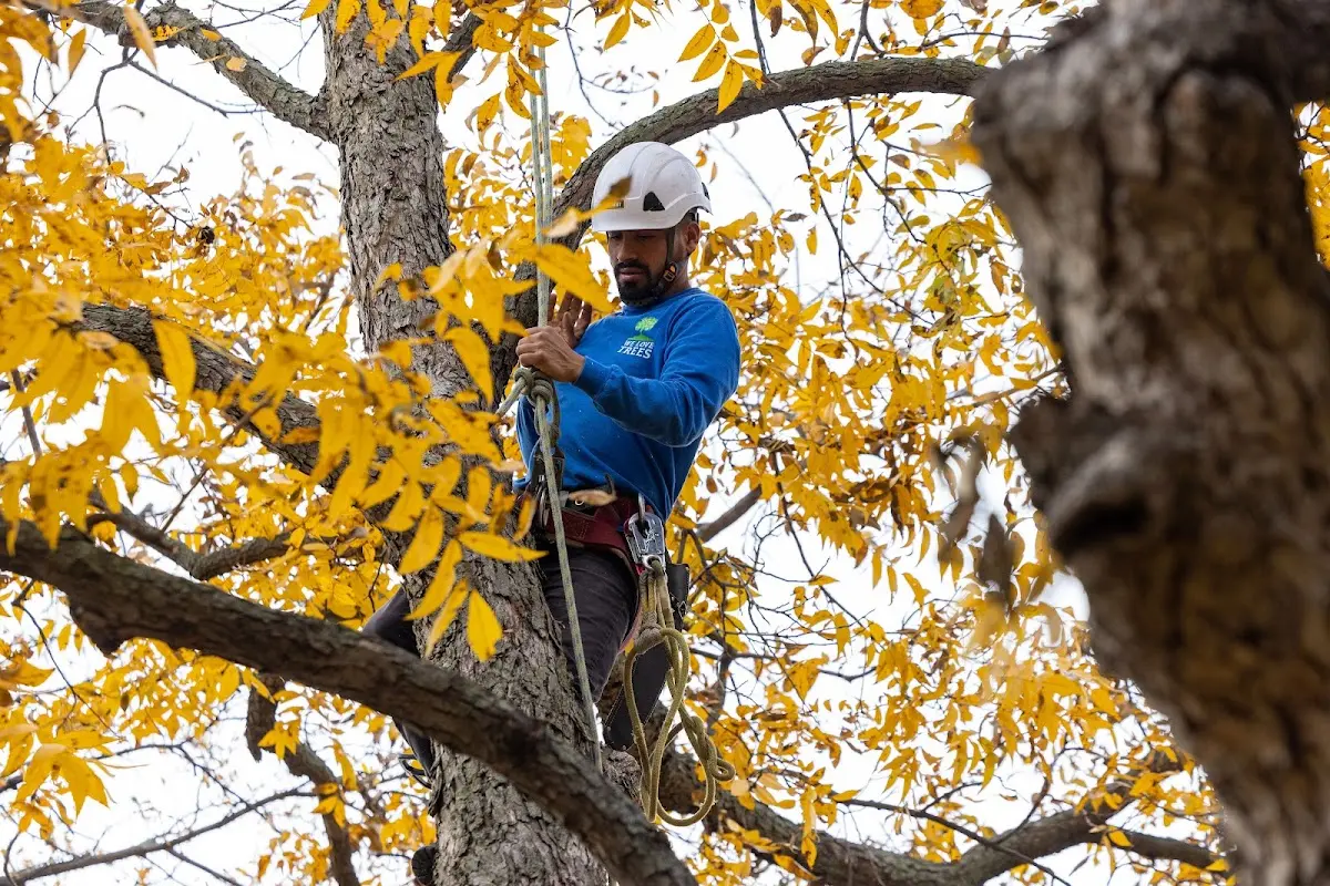 Skilled Tree Planting crew working in Saxapahaw