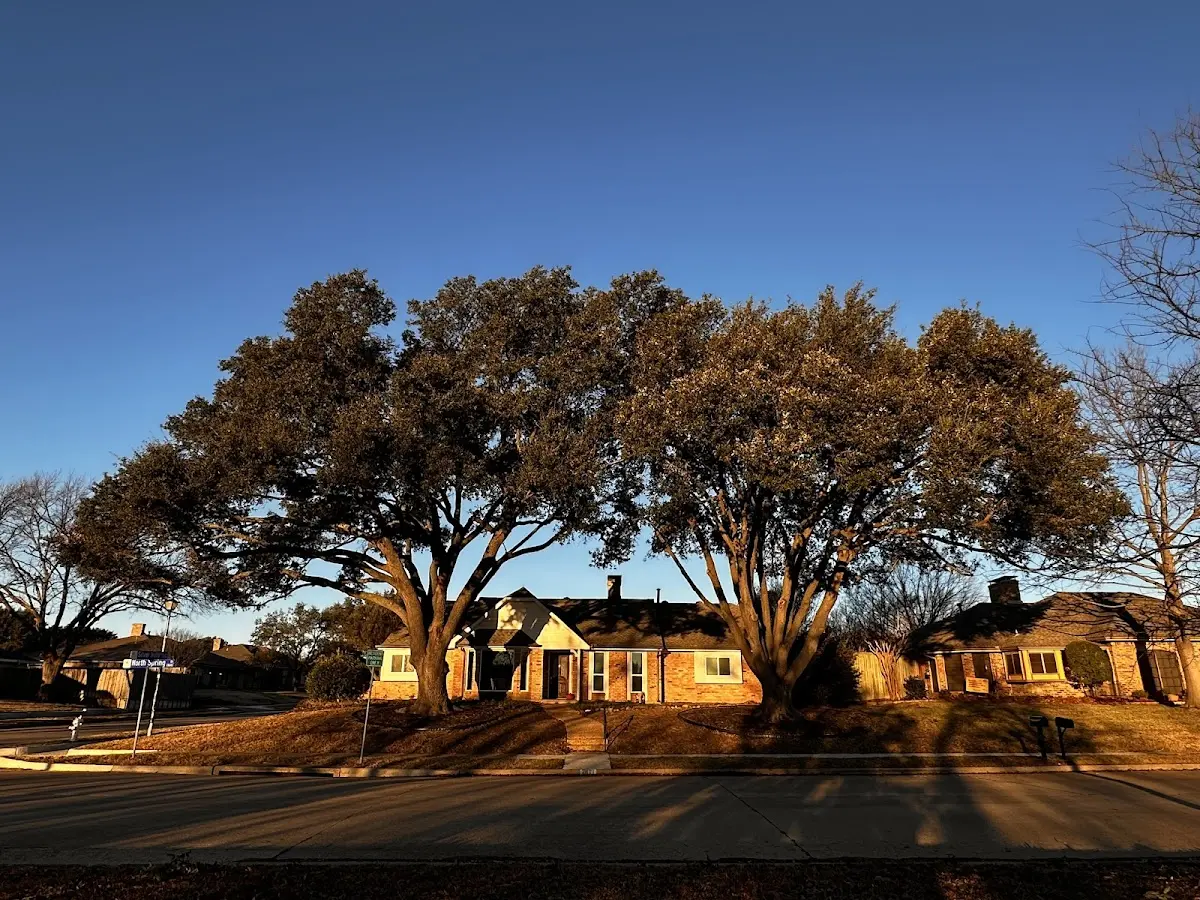 Established residential canopy tree shading a home in Saxapahaw